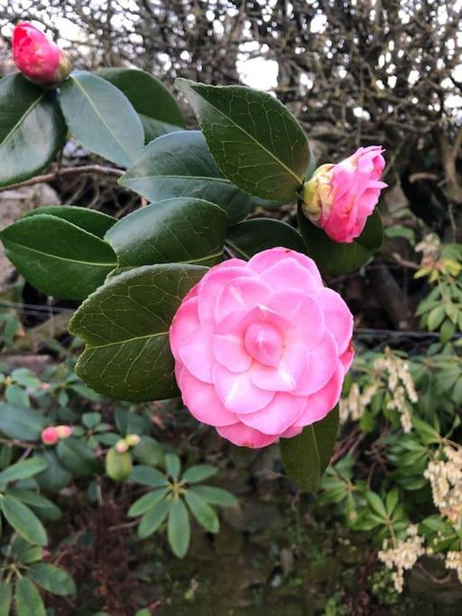 Maisonnette De Charme Les Jardins De Lou Boussac  Dış mekan fotoğraf